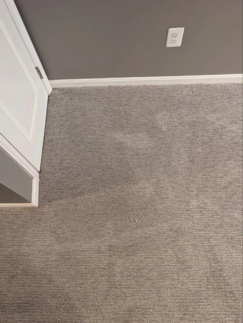 Pet Stain Removal after - Total Cleaning Service
