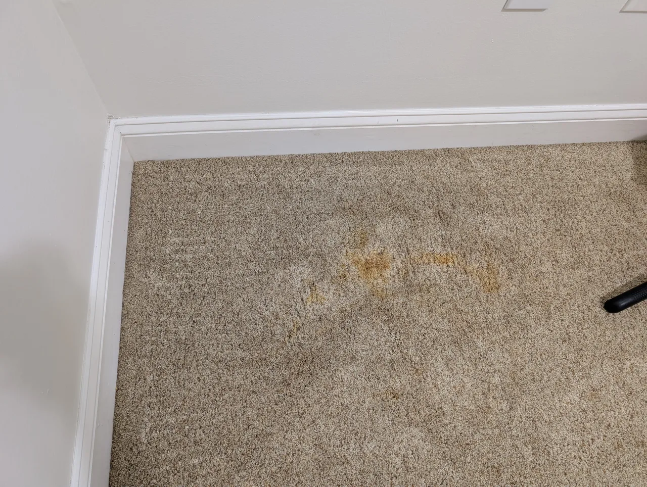 Pet Stain Removal before - Total Cleaning Service